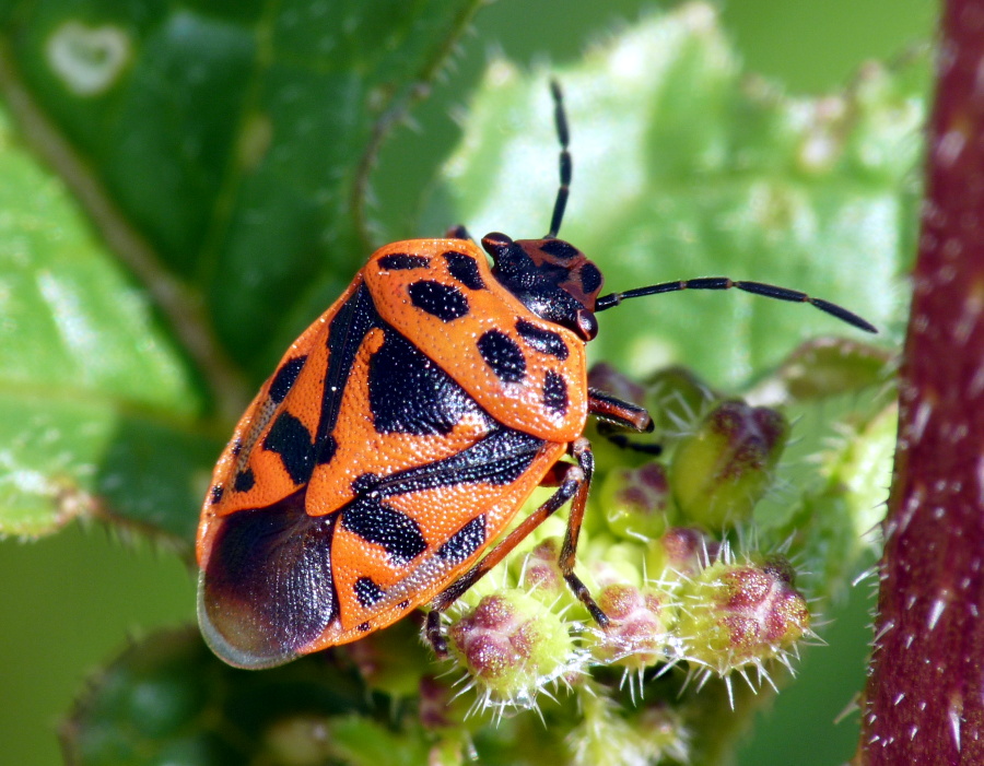 Pentatomidae: Eurydema ornata di Livorno